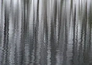 Images Dated 4th April 2016: USA, New York State. Abstract reflection of winter trees