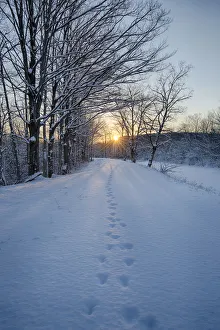 Images Dated 13th June 2018: USA, New York State. Animal tracks in snow, Erie Canal
