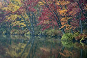 USA, New York State. Autumn trees reflected, Beaver Lake Nature Center