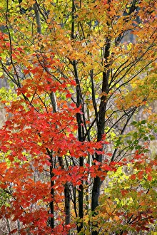 USA, New York State. Backlit autumn maples, Adirondack Mountains USA, New York State. Backlit autumn maples, Adirondack Mountains