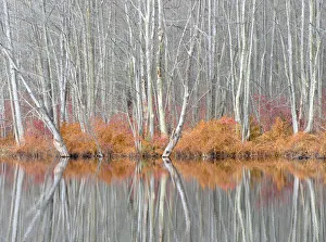 New York State Prints: USA, New York State. Bare trees and autumn ferns, Beaver Lake Nature Center