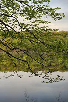 New York State Prints: USA, New York State. Calm spring morning on Round Lake