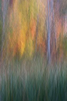 Images Dated 12th October 2017: USA, New York State. Cattails and autumn trees