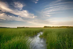 Images Dated 13th June 2018: USA, New York State. Cattails along French Creek, Thousand Islands