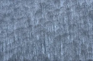 Images Dated 13th June 2018: USA, New York State. Hillside of winter trees