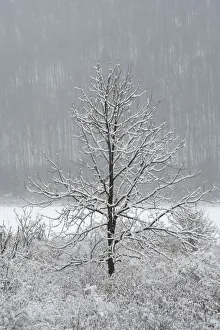 New York State Prints: USA, New York State. Lone winter tree