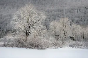Images Dated 29th November 2013: USA, New York State. Morning sunlight on snow covered trees, Labrador Hollow Unique Area