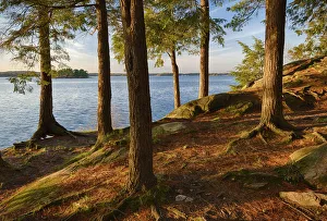 Images Dated 26th April 2017: USA, New York State. Pine trees bathed in evening light along the St. Lawrence River
