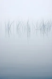 Images Dated 1st August 2017: USA, New York State. Reeds in the mist