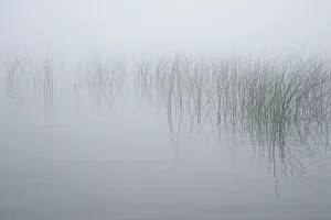 Images Dated 2017 August: USA, New York State. Reeds in the mist