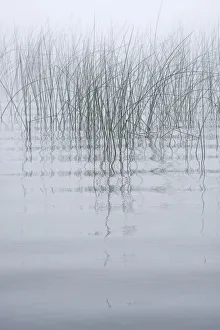Images Dated 1st August 2017: USA, New York State. Reeds in the mist