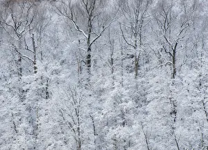 Images Dated 20th November 2017: USA, New York State. Snow covered trees, Green Lakes State Park