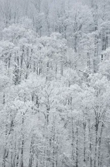 Prints of USA, New York State. Snow covered trees, Green Lakes State Park Images Dated 2017 December: USA, New York State. Snow covered trees, Green Lakes State Park