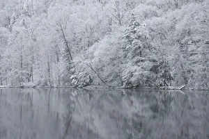 Images Dated 12th December 2017: USA, New York State. Snow covered trees and reflection, Green Lakes State Park