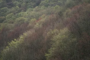 Images Dated 22nd April 2017: USA, New York State. Spring blooming trees, Labrador Hollow Unique Area