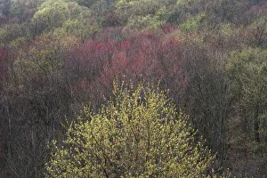 Images Dated 22nd April 2017: USA, New York State. Spring blooming trees, Labrador Hollow Unique Area