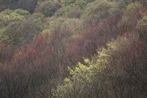 Images Dated 22nd April 2017: USA, New York State. Spring blooming trees, Labrador Hollow Unique Area