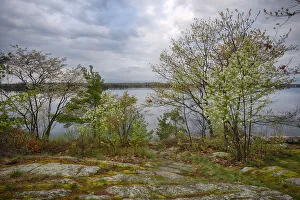 Images Dated 14th May 2017: USA, New York State. Spring blooming trees overlooking the St