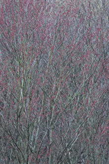 Images Dated 22nd April 2017: USA, New York State. Spring buds on tree