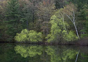 New York State Prints: USA, New York State. Spring foliage reflected, Wellesley Island State Park, Thousand