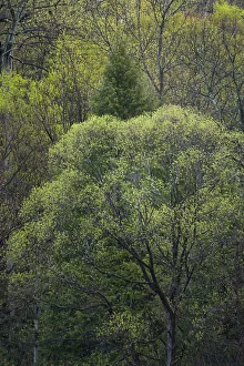 Chris Murray Prints: USA, New York State. Spring trees in bloom