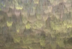 Images Dated 22nd April 2017: USA, New York State. Spring trees reflected in Labrador Pond