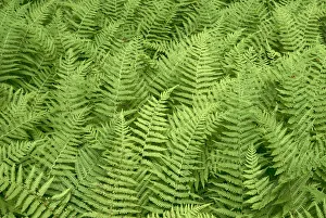 Images Dated 2017 August: USA, New York State. Summer ferns