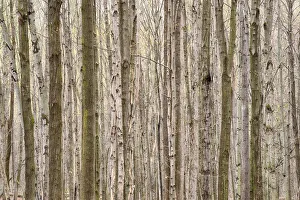 Images Dated 20th April 2017: USA, New York State. Tapestry of Trees