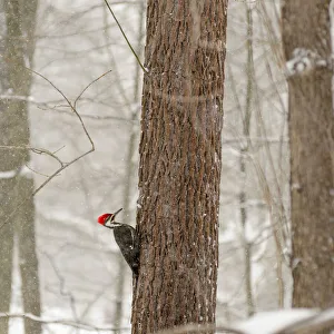 Snowing Prints: USA, New York State, Westchester County, male Pileated Woodpecker, perched on a tree