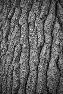 White Pine Prints: USA, New York State. White pine bark, Adirondack Mountains