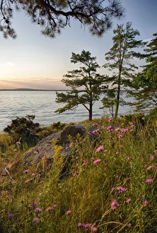 New York State Prints: USA, New York State. Wildflowers bathed in sunset light, Kring Point State Park