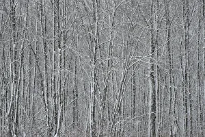 Images Dated 13th June 2018: USA, New York State. Winter trees during a snowfall