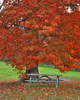 Images Dated 17th January 2013: USA, New York, West Park. Bench under maple in autumn. Credit as: Steve Terrill /
