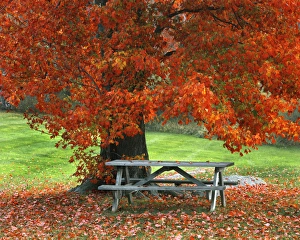 Lawn Prints: USA, New York, West Park. Bench under maple in autumn. Credit as: Steve Terrill /