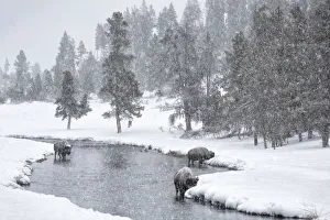 Harsh Prints: USA, Nez Perce River, Yellowstone National Park