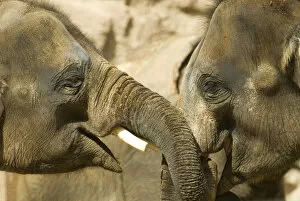 Images Dated 4th March 2006: USA, NM, Albuquerque, Rio Grande Zoo. Juvenile Asian Elephants (Elephas maximus)