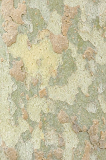 Albuquerque Prints: USA, NM, Albuquerque, Sycamore Tree Trunk Detail