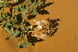 USA, NM. Dramatic contrast of blooming succulent white wildflower against red desert
