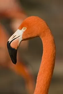 Images Dated 4th March 2006: USA, NM, Rio Grande Zoo. American Greater Flamingo (Phoenicopterus ruber), captive