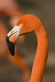 Flamingo Prints: USA, NM, Rio Grande Zoo. American Greater Flamingo (Phoenicopterus ruber), captive