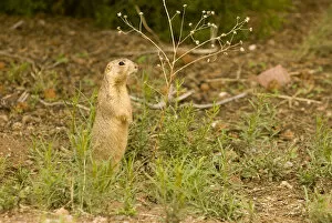 Images Dated 9th July 2006: USA, NM, Santa Fe. Gunnisons Prairie Dog (Cynomys gunnisoni) community. Populations