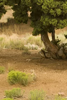 USA, NM, Santa Fe. Gunnisons Prairie Dog (Cynomys gunnisoni) community. Individual