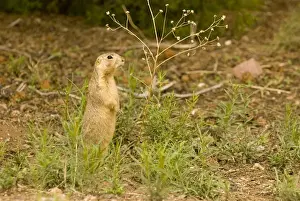 Images Dated 9th July 2006: USA, NM, Santa Fe. Gunnisons Prairie Dog (Cynomys gunnisoni) community. Populations