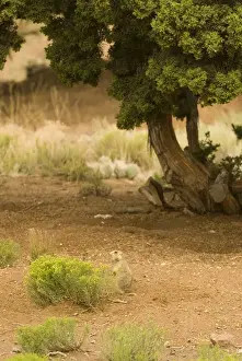 Communication Prints: USA, NM, Santa Fe. Gunnisons Prairie Dog (Cynomys gunnisoni) community. Individual