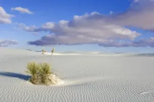Images Dated 9th February 2009: USA, NM, White Sands NM, Soaptree Yucca on Sand Dune at Dawn