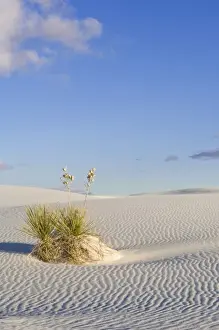 White Sand Prints: USA, NM, White Sands NM, Soaptree Yucca on Sand Dune at Dawn
