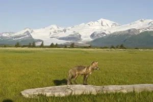 Images Dated 29th July 2007: USA, North America, Alaska