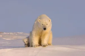 USA, North America, Alaska
