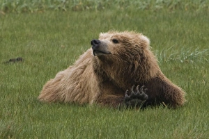 Images Dated 24th June 2007: USA, North America, Alaska