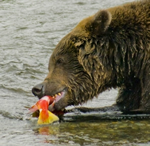 USA, North America, Alaska